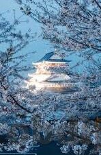 91麻豆天美蜜桃-探索数字时代的多元娱乐内容，91麻豆天美蜜桃的多样化魅力