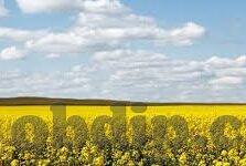 免费视频日韩av线观看-探索日韩AV文化，免费视频的魅力与边界