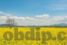 糖心直播APP-探秘糖心直播，数字时代的娱乐新风尚